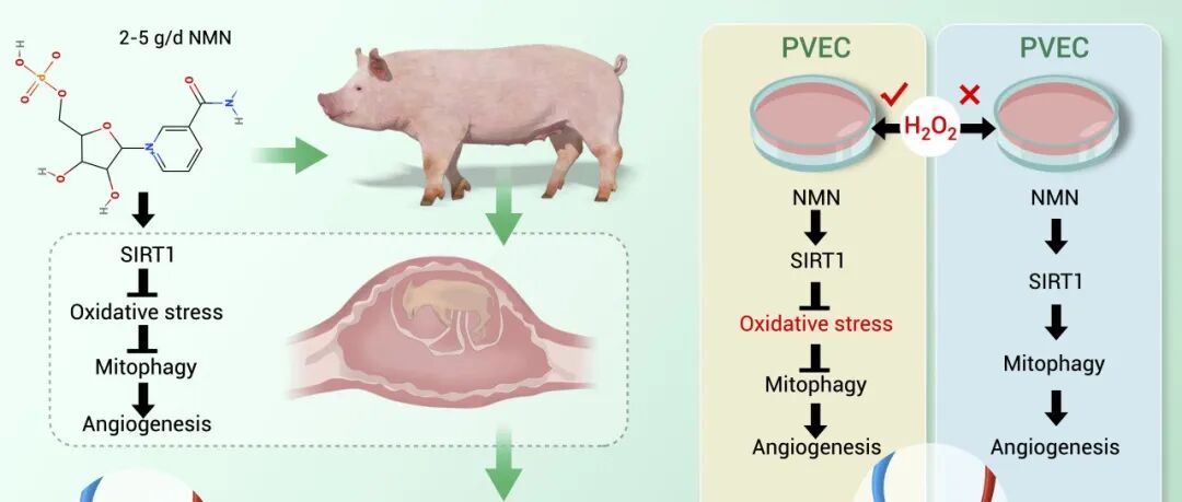 The Innovation Life | 科学新发现：线粒体自噬稳态调控新靶点，NMN-SIRT1信号抑制仔猪宫内发育迟缓（IUGR）