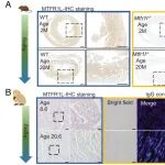 PNAS | 中山大学研究团队发现MTFR1L 是一种心脏抗衰老因子，用于维持线粒体稳态