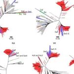 Nat Microbiol | 病毒进化警报，香港大学研究团队揭示识别驱动禽流感在哺乳动物中持续传播的基因标记