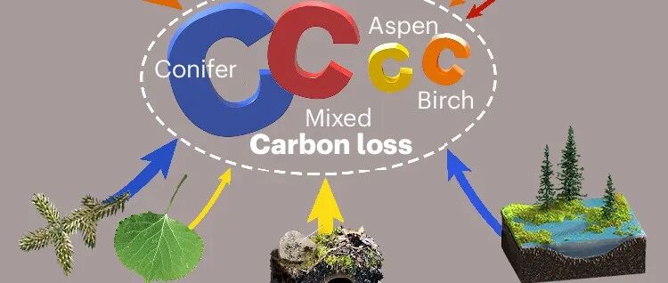 北境碳固存丨NAT CLIM CHANGE：落叶乔木树种优势度的提升可降低北境森林野火造成的碳损失
