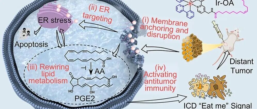 JACS \u00A6 通过环金属化铱-脂肪酸支架实现从细胞膜到内质网的时空级联靶向化学免疫治疗