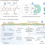Nature Catalysis：光酶反应驱动的微生物光驱动反应
