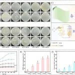 一种具有抗菌和控释功能的双pH响应智能淀粉薄膜，由单宁酸-铜纳米颗粒构成，用于草莓保存
