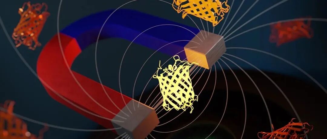 “磁控”蛋白横空出世：Nature重磅揭示，我们正站在“磁遗传学”革命的起点