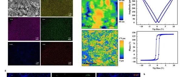 【转载】南京大学沈群东教授、柏峰教授、卢明辉教授团队：压电纳米粒子驱动的节律性超声神经调控治疗早期阿尔茨海默病