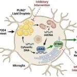 【2026国自然青C】PLIN2标记的脂滴微胶质通过mtDNA–cGAS–STING应激轴驱动脑结构萎缩的机制与干预研究