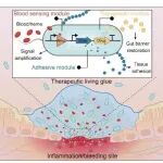 深圳先进院钟超、深圳大学黄鹏 Nat. Biotechnol.：智能“活胶水”助力炎症性肠病精准治疗