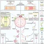 Autophagy | 中山大学戎利民等团发现促进脊髓损伤后的神经元存活的调控新机制