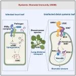 Cell | 解码植物免疫新信使，清华大学齐天从等发现全新植物快速免疫系统“系统性气孔免疫”