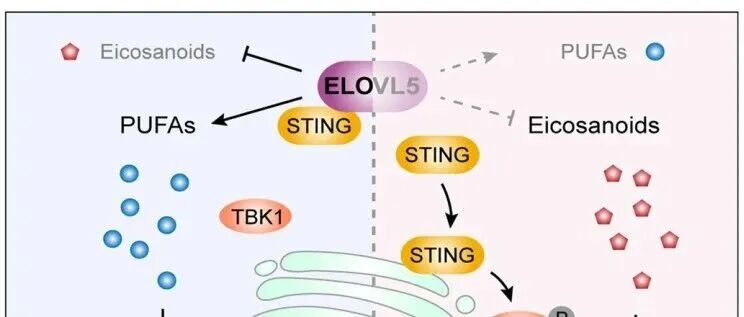 国产新刊再出发，曹雪涛团队再取突破