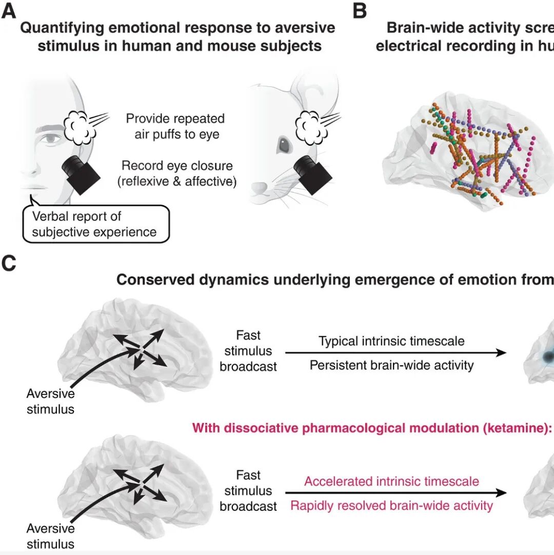 为什么轻轻吹眼睛会让我们害怕？《Science》揭示保守大脑全范围情感反应机制
