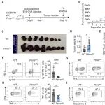 Science子刊 | 上海交通大学王锋团队发现PTMA通过维持线粒体完整性来支持CD8 T细胞的代谢功能和抗肿瘤活性
