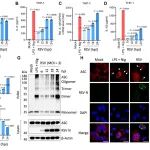 Sci Adv | 湖北大学陈明周/覃雅丽发现RSV 在时间上重新编程细胞凋亡和焦亡，以平衡免疫逃逸和复制