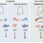 【前沿进展】专家点评Cell | “化敌为友”——刘翔宇团队揭示G蛋白偶联受体活性调节新模式