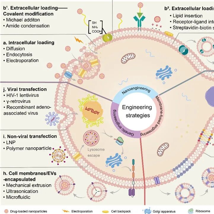 Acta Pharm Sin B｜山东大学张娜/刘永军团队：系统论述基于免疫细胞的治疗制剂构建策略及其在炎性相关疾病中的应用