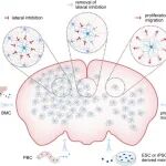 【前沿进展】Cell Stem Cell重磅综述｜小胶质细胞替换的开创团队详细介绍该治疗策略的实现原理和发展历程