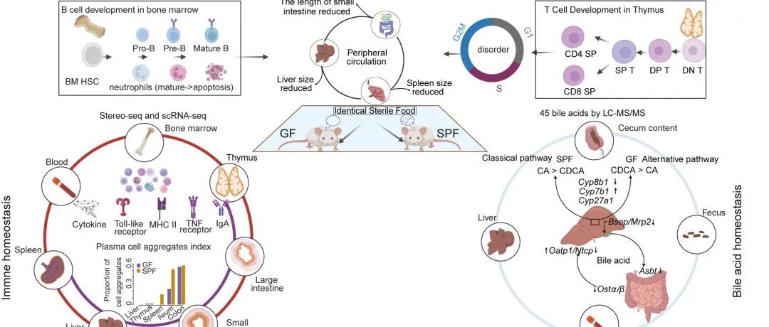 iMeta高引论文 | 华大方晓东组-解析无菌小鼠跨器官微生物-宿主互作的广谱性和异质性