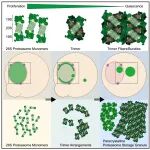 Cell | 窥探细胞工厂内部，首次在生理环境下捕获代谢调控的蛋白酶体组装体
