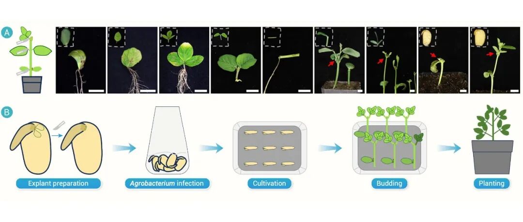 The Innovation | 基于CDB策略实现大豆无需组织培养的简化递送方法