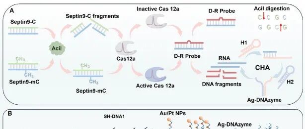 Anal. Chem. | CRISPR/Cas12a技术与Au/Pt纳米酶协同作用的纳米孔传感平台用于高灵敏检测Septin9基因甲基化