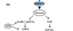 New Phytol | SWEET1：糖缓解 ABA 抑制种子萌发的关键通道