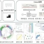 26年1月|单菌基因组组装、注释、遗传表征、分子分型、系统进化和传播溯源