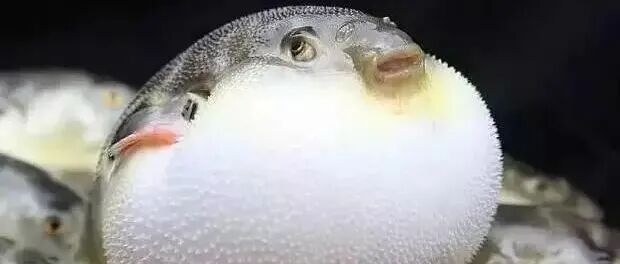 团队成果|基于分子感官组学解析蒸制与烤制养殖河豚鱼（红鳍东方鲀）的关键香气化合物