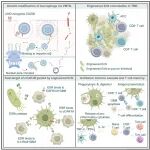 Cell子刊 | “菌-免”协同抗癌：山东大学姜新义等利用工程益生菌在瘤内打造持久性CAR巨噬细胞免疫防线