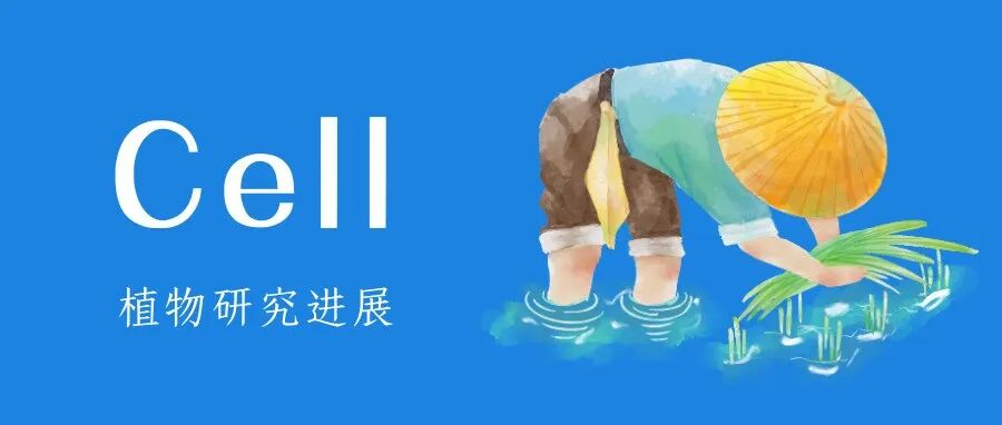 《Cell》论文精读 | 林鸿宣院士团队破解水稻高温解码新机制