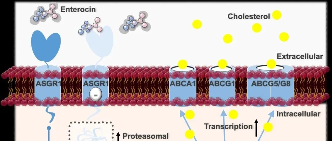 Metabolism-Clinical and Experimental：青岛大学王克威教授团队在“老”天然产物新降脂功能发现方面取得进展