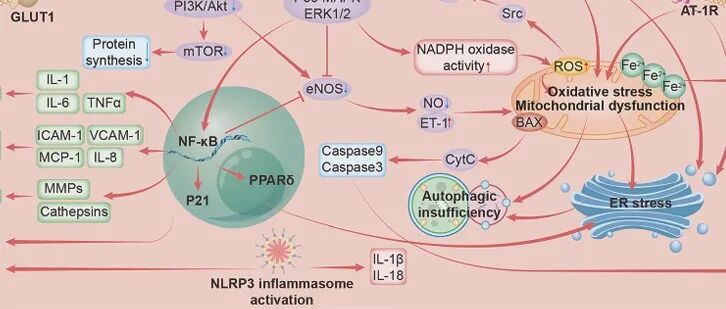 糖尿病及其并发症：分子机制、预防与治疗