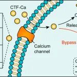 柏林自由大学马楠教授团队 Biomaterials：二维材料直控钙调蛋白，精准激活Ca\u00B2\u207A/CaM信号，协同调控干细胞命运