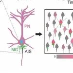 Cell Res | 南方医科大学任思强团队揭示小胶质细胞在感觉认知中的关键作用：通过调控神经元兴奋性协调神经集群活动，保障视觉辨别行为