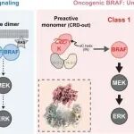 《Science》 锁定“癌变开关”！小分子如何让致癌蛋白乖乖“现形”？