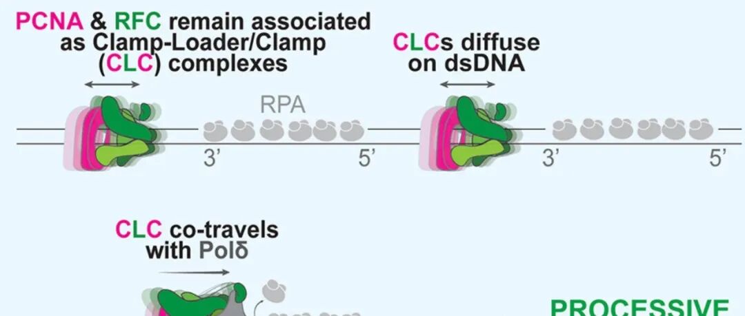 Cell | 颠覆传统认知！刘诗欣等团队揭示了RFC 具有超出其常规夹子加载功能的意外非催化作用