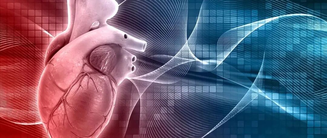 【经典文献赏析】Nature Cancer——心肌细胞的CCDC25可促进DOX诱导的心脏毒性