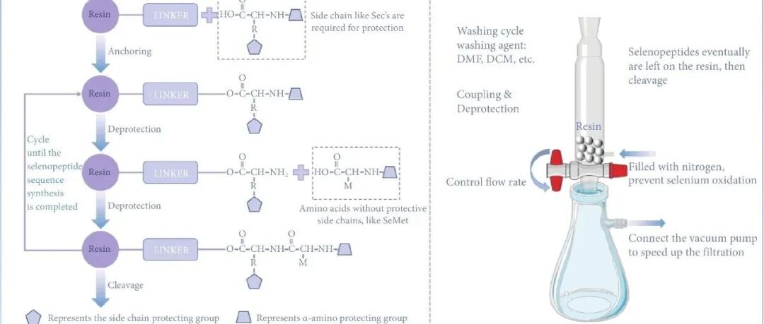 FSAP |\u00A0陕西科技大学贾玮教授、莫海珍教授等：硒肽制备策略及其抗疲劳功能验证研究进展综述