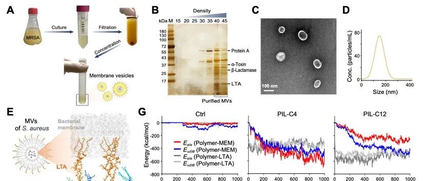 Adv Mater｜复旦大学附属中山医院冒海蕾研究员团队：靶向清除金葡菌膜囊泡的聚离子液体纳米纤维抑制NETosis，缓解伤口感染与致死性肺损伤