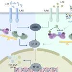 Cell Mol Life Sci｜武汉大学人民医院江万里/赖威：HUVEC来源的外泌体通过恢复线粒体融合和分裂的平衡来减轻脂多糖诱导的急性肺损伤炎症