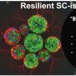 【前沿进展】专家点评Cell Research | 李维达/高绍荣合作开发“耐逆型”胰岛类器官(SC-islet)