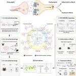 【前沿进展】专家点评Nature | 邵振华/王晓辉/刘剑峰/杨胜勇联合揭示致幻剂诱导血清素受体5-HT2AR的非经典信号通路