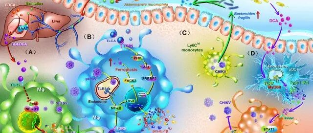 浙大朱书团队受邀在Trends in Microbiology综述iMeta成果：肠道菌群来源的胆汁酸在病毒感染中的双重调控作用
