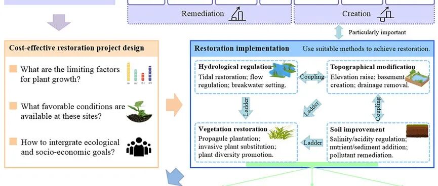 【华东师范大学Commun. Earth Environ】 恢复滨海湿地的生态系统碳氮储量变化机制—基于全球尺度的Meta分析