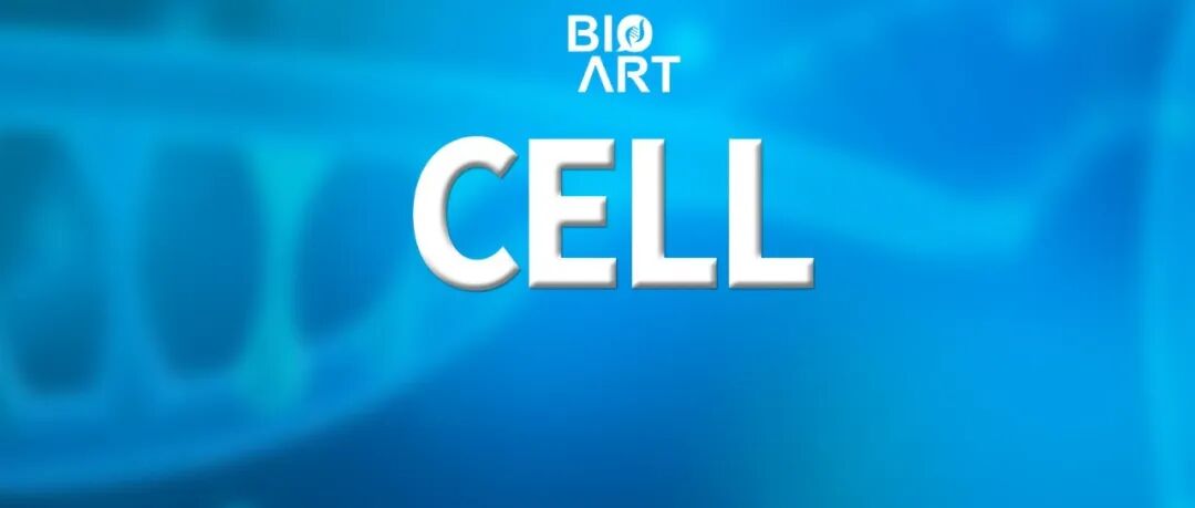 Cell | 张兵/周挺课题组揭示交感神经调控皮肤驻留记忆T细胞免疫监视的新机制