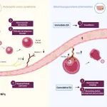 复旦大学冯异/张凡团队合作Adv Sci：近红外二区长波窗口高清成像揭示电针调节卵巢神经血管耦合的量效关系和机制