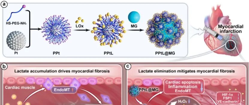 Biomaterials│微凝胶锚定的级联增强型Pt纳米酶重塑心梗微环境