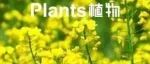 Plant Journal | 河南大学油菜科研团队发现平衡油菜“耐旱-稳产”的关键调控因子