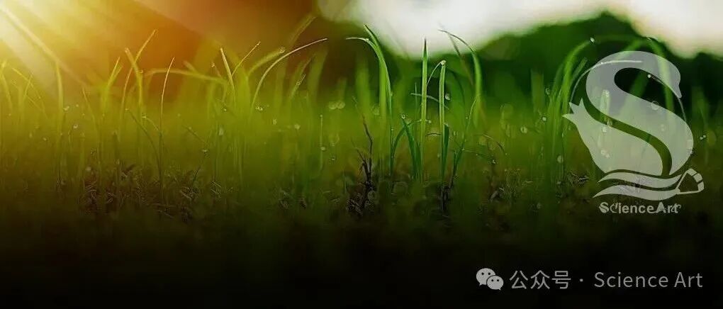 Science | 加州大学伯克利Ben Williams课题组揭秘植物器官衰老的表观遗传学基础