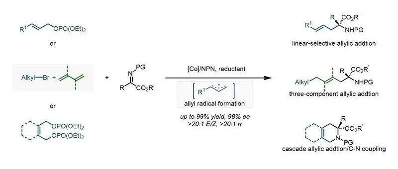 Nature Synthesis：华东理工大学陈宜峰课题组在不对称线状选择性烯丙基自由基加成研究新进展