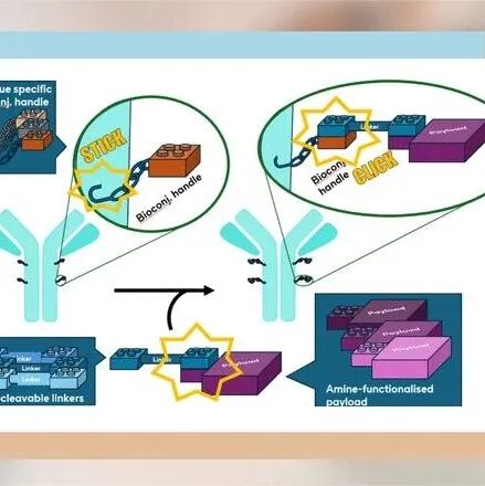 一种模块化且汇聚式的“贴附与点击”偶联平台实现抗体偶联物文库的快速合成